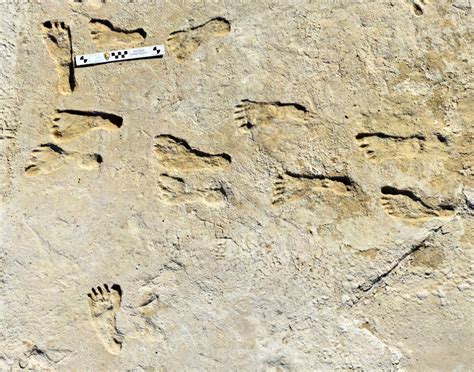 23,000-Year-Old Human Footprints Discovered in New Mexico | Sci.News