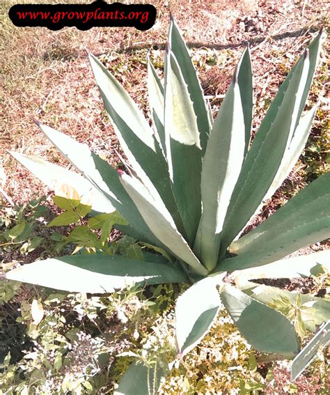 Agave sisalana - How to grow & care