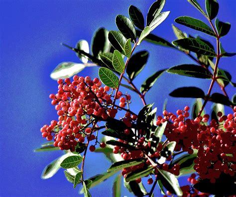 Pepper Tree Leaves with Berries 2 Abstract Photograph by Linda Brody ...