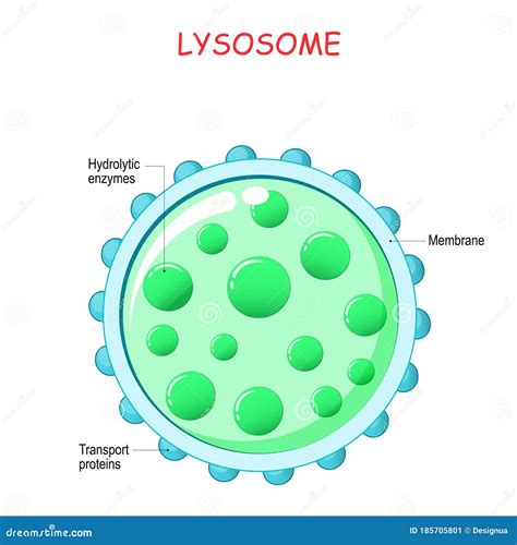 Lysosome Cartoons, Illustrations & Vector Stock Images - 725 Pictures ...