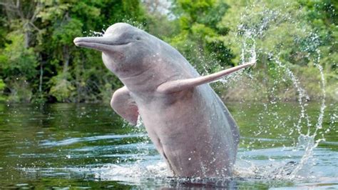 Nature Revives; Ganges River Dolphin appears again in Meerut: VIDEO