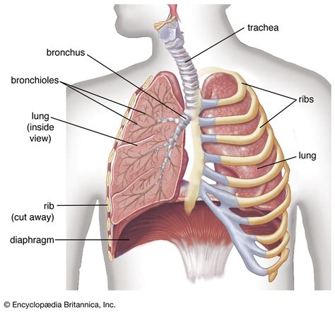 Diaphragm | Definition, Function, & Location | Britannica