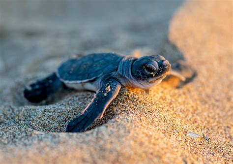 Baby sea turtles are swallowing plastic trash - Earth.com