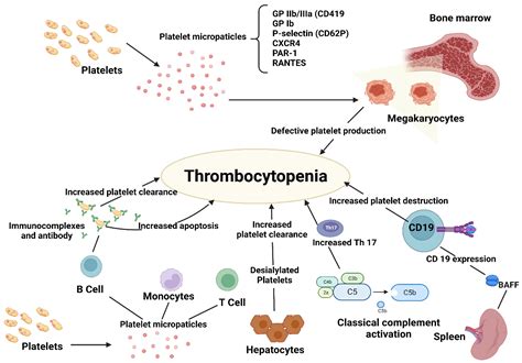 Idiopathic Thrombocytopenic Purpura Diagram