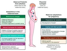 Hyperprolactinemia - Dr. Uday Phadke