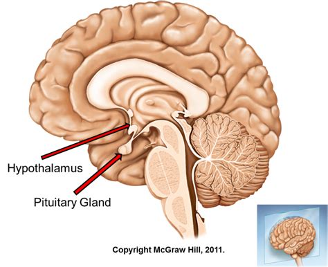 Hypothalamus-Pituitary Hormones and their functions | Time of Care