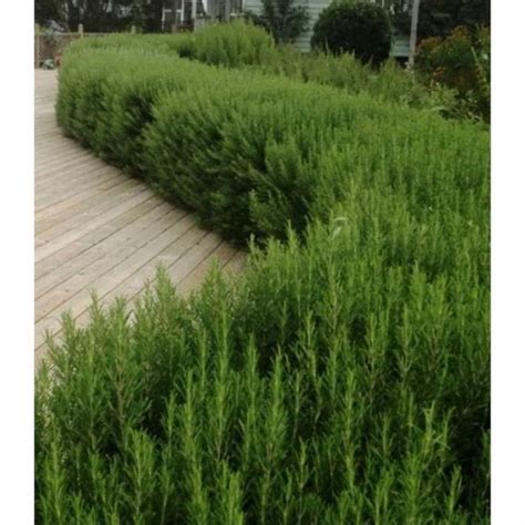 Backyard With Deck And Rosemary Hedges : Plant A Rosemary Hedge In The ...