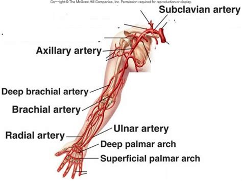 Arteries of arm and shoulder | Brain & Body | Pinterest