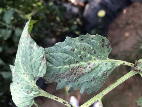 Septoria Leaf Spot of Tomato | NC State Extension Publications