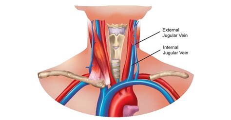 Internal Jugular Vein: Anatomy, Function, And Significance, 48% OFF