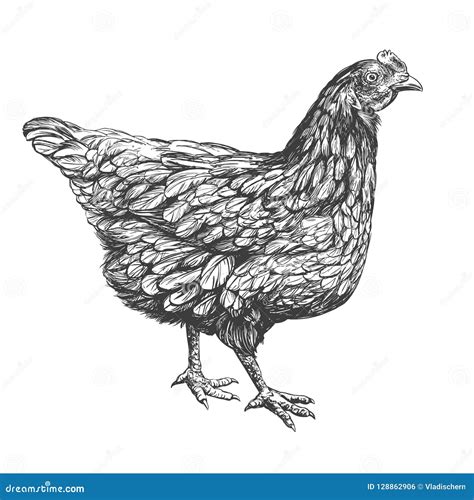 Chicken Hand Drawn Vector Illustration Realistic Sketch Stock Vector ...