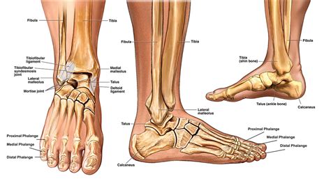 foot anatomy bones joints - Body & Anatomy