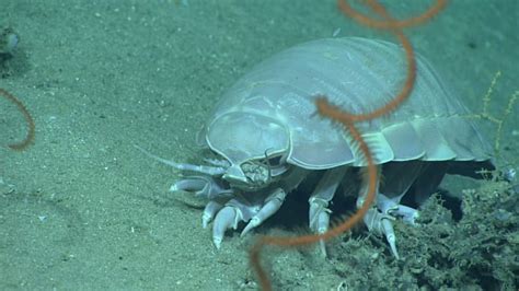 17 Awesome Facts About Giant Isopods