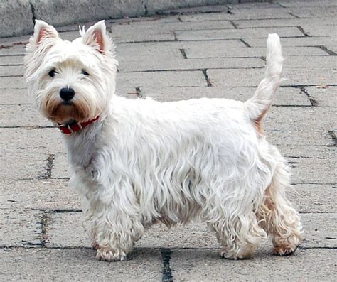 West Highland White Terrier - Wikipedia