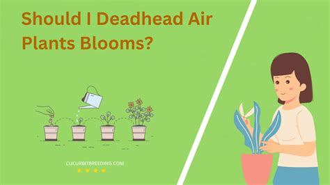 When Do Air Plants Bloom: A Complete Guide - 🙂