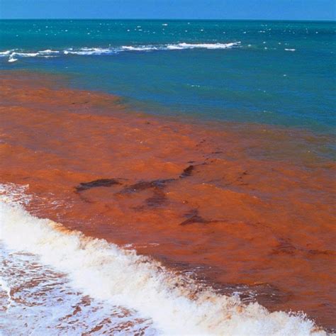 Advent Messenger: Massive Red Tide Threatens Florida's Gulf Coast