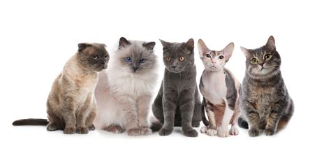 Cat Breeds: How Can I Determine My Cat’s Breed? - Relating to Dogs