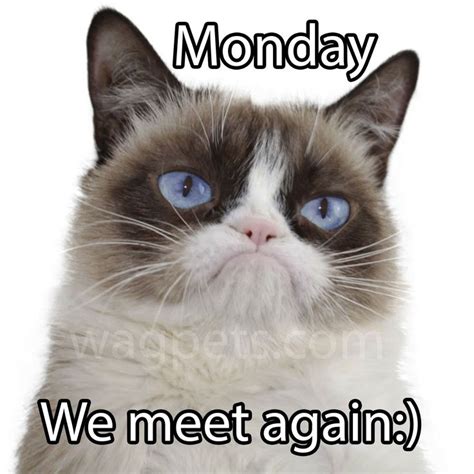 Monday, we meet again! | Grumpy cat meme, Grumpy cat, Grumpy cat quotes