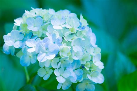 Download Nature Blue Flower Close-up Flower Hydrangea HD Wallpaper