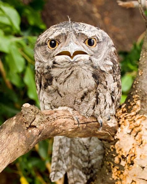 Baby frogmouth bird looks like a cotton ball. : r/aww