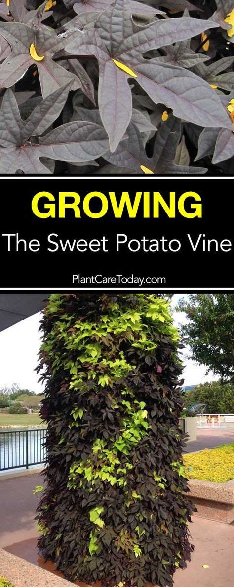 How To Care For Ornamental Sweet Potato Vine | Potato vine plant ...