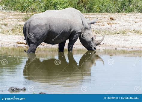 Rhinoceros Knee Deep in the Water at a Watering Hole in the Park. Stock ...