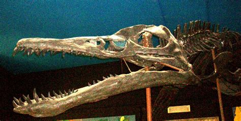 Pliosaurus Pictures & Facts - The Dinosaur Database