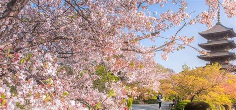 Top 6 địa điểm ngắm hoa anh đào ở Kyoto