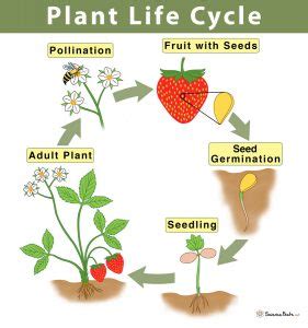 Plant Life Cycle: Stages and Diagram