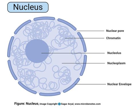 Simple Cell Nucleus Diagram