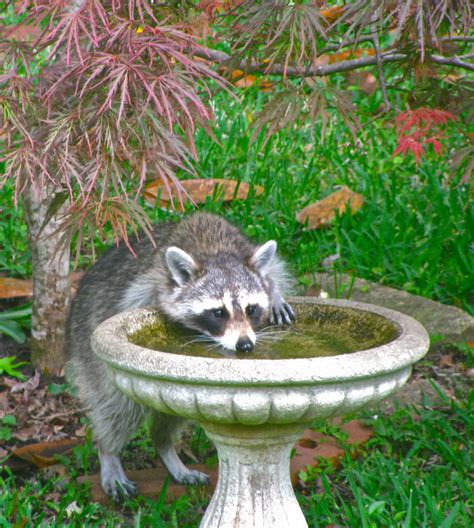 Raccoon Prevention Methods | ABC Humane WildlifeABC Humane Wildlife