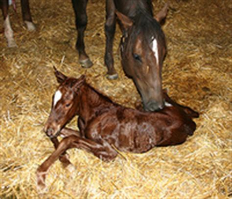 Foal Hoof Care: When To Get Help - My Horse Supplies