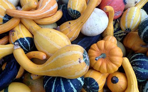 Top 12 pumpkins, gourds and winter squash varieties