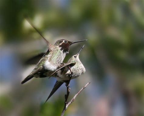 Anna's Hummingbirds mating photo by Tom Grey. | Bird life cycle, Annas ...