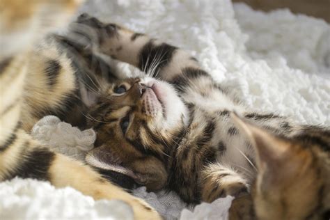 Avoid Bengal Cat Health Issues with These 3 Genetic Screenings - The ...