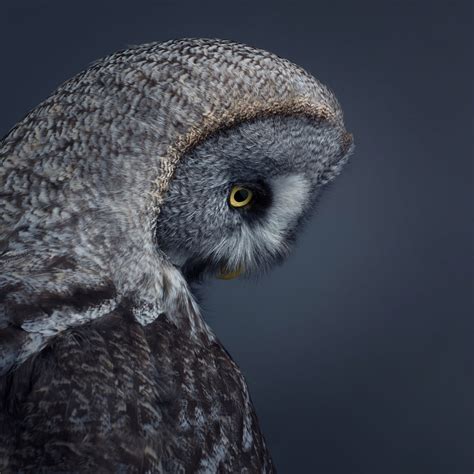 Incredible Portraits of Raptor Birds in Flight