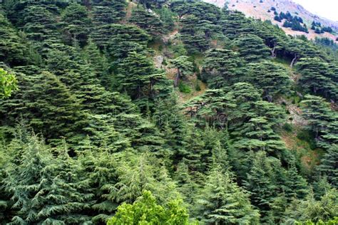 Cedar forest in Lebanon stock photo. Image of biological - 57304184