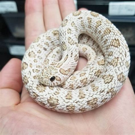 10 More Western Hognose Morphs - ReptileWorldFacts | Pet snake, Hognose ...