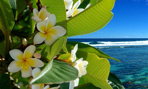 Flowers Tropical Beach Wallpapers - Top Free Flowers Tropical Beach ...