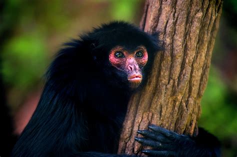 Red-faced Spider Monkey Ateles Paniscus Photograph by Leonardo Merçon ...