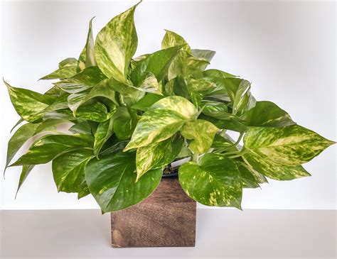 Pothos House Plant - Pothos Plant