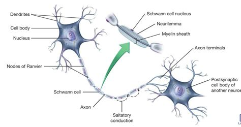 axon terminal diagram - NaelaZeineb