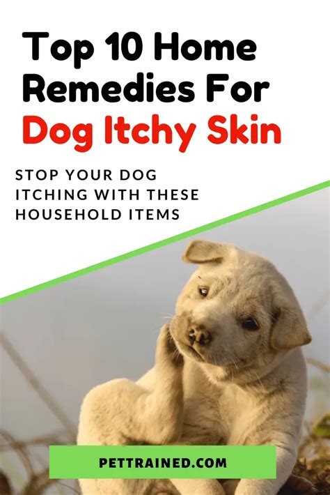 Top 10 Home Remedies For Itchy Skin In Dogs - Pet Trained