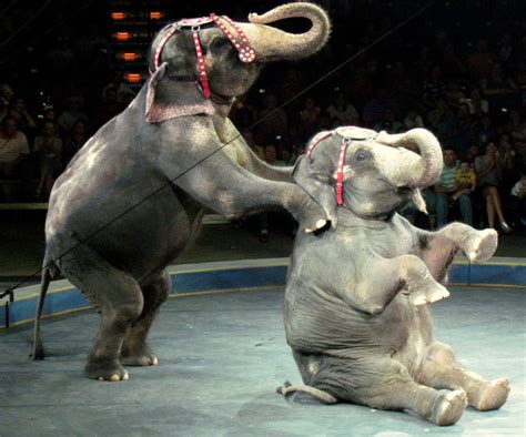 Watch this emotional reunion between two circus elephants that hadn't ...