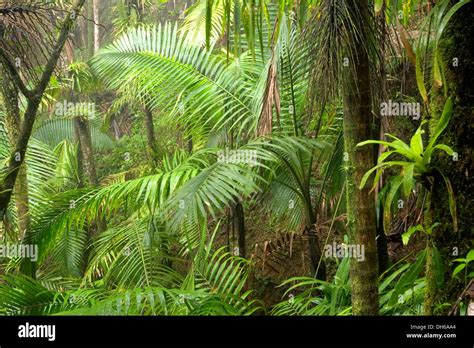 Palm trees in rain forest, El Yunque (Caribbean National Forest Stock ...