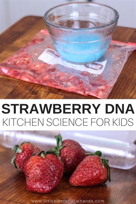 How To Extract DNA From Strawberries - Little Bins for Little Hands