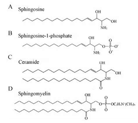 What Is Sphingomyelin? - Creative Proteomics Blog