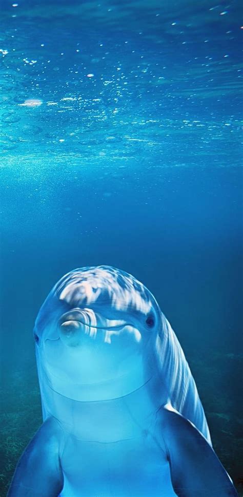 A dolphin underwater., cute sea animals HD phone wallpaper | Pxfuel