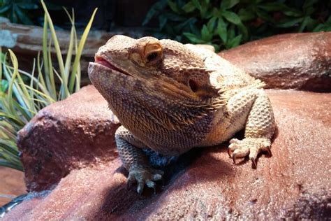 Are Bearded Dragons Good Pets? 10 Pros & Cons - More Reptiles