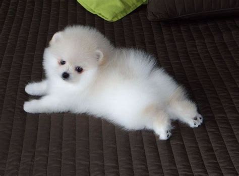 GRADEA1,ARABIAN WHITE POMERANIAN PUPPIES, VERY OBEDIENT AND STILL ...